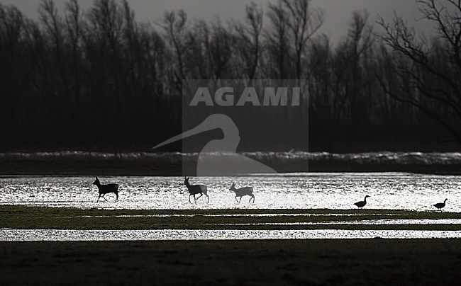Ree; Roe deer stock-image by Agami/Jacques van der Neut,