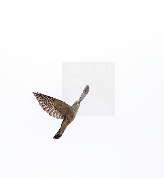 Hodgson's Hawk-Cuckoo (Hierococcyx nisicolor) in Vietnam. Also known as the whistling hawk-cuckoo. stock-image by Agami/Pete Morris,