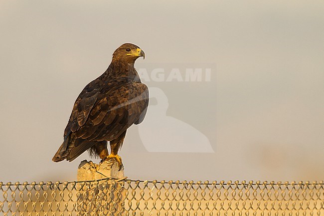 Steppe Eagle - Steppenadler - Aquila nipalensis, Oman, adult stock-image by Agami/Ralph Martin,