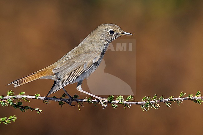 Adult
Los Angeles Co., CA
October 2012 stock-image by Agami/Brian E Small,