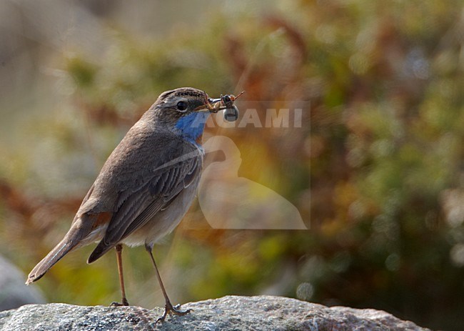 Volwassen mannetje Roodsterblauwborst; Adult male Red-spotted Bluethroat stock-image by Agami/Markus Varesvuo,
