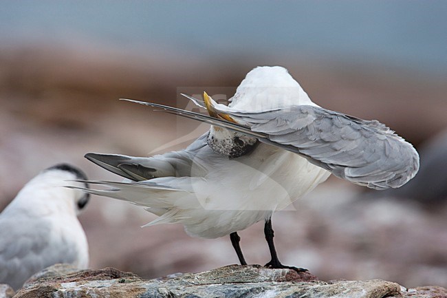 Poetsende Grote Kuifstern, Preening Swift Tern stock-image by Agami/Wil Leurs,