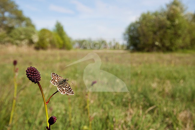 Aardbeivlinder, Grizzled Skipper, Pyrgus malvae stock-image by Agami/Theo Douma,