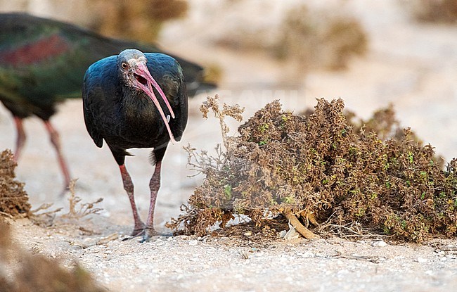 Immature Northern Bald Ibis (Geronticus eremita) at the coast near Timri, Morocco. Also known as Hermit Ibis or Waldrapp. stock-image by Agami/Marc Guyt,