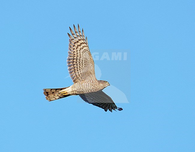 Eurasian Sparrowhawk (Accipiter nisus) on migration flying against blue sky showing underside and underwings stock-image by Agami/Ran Schols,