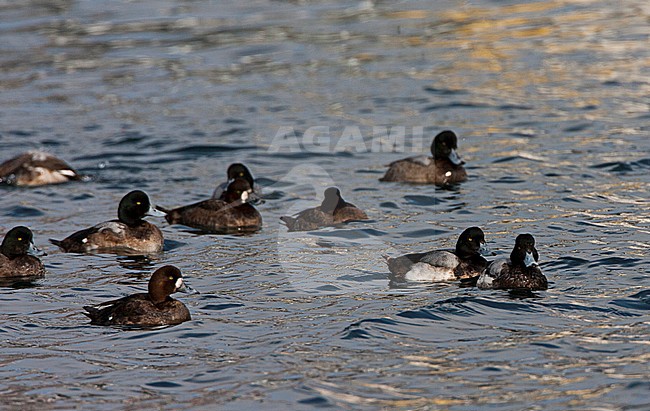 Groep zwemmende Toppereenden; Flock of swimming Greater Scaups stock-image by Agami/Marc Guyt,