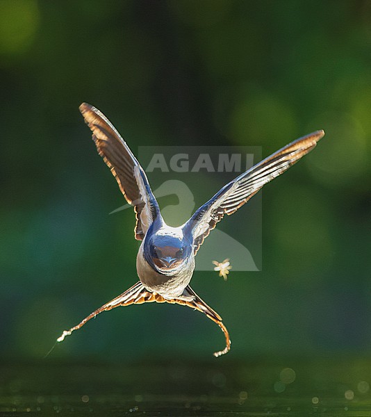 Barn Swallow (Hirundo rustica) in Hungary. Trying to catch an insect. stock-image by Agami/Marc Guyt,