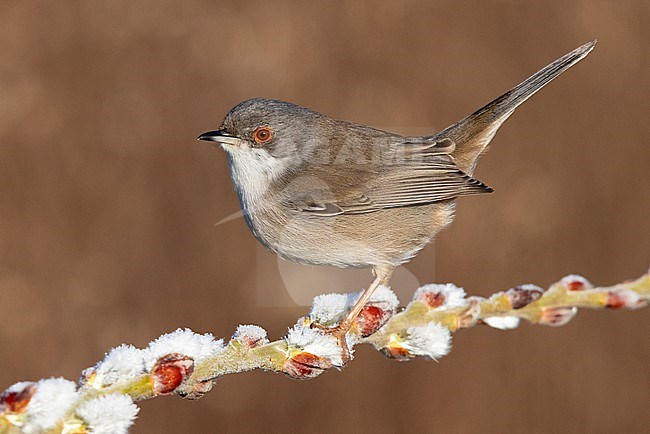Sardinian Warbler (Sylvia melanocephala), side view of an adult female perched on a branch, Campania, Italy stock-image by Agami/Saverio Gatto,