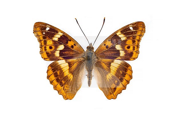 Lesser Purple Emperor, Kleine weerschijnvlinder, Apatura ilia stock-image by Agami/Wil Leurs,