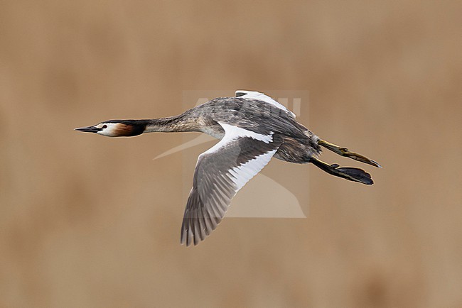 Adult great crested grebe (podiceps cristatus) in breeding plumage in flight stock-image by Agami/Mathias Putze,