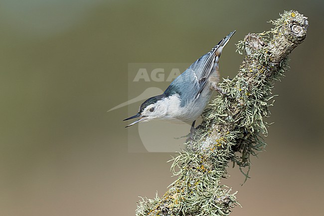 Adult male
Santa Barbara Co., CA
November 2022 stock-image by Agami/Brian E Small,