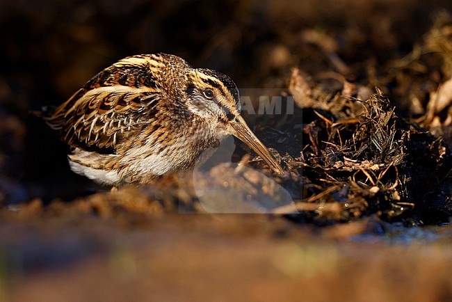 hiding Jack Snipe; stock-image by Agami/Chris van Rijswijk,