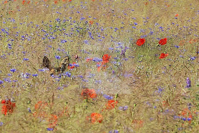 Ree; Roe deer stock-image by Agami/Jacques van der Neut,