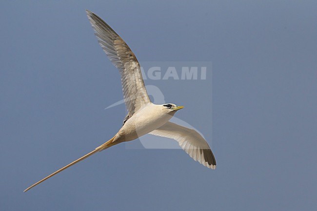 Verdwaalde Witstaartkeerkringvogel op de Azoren; Vagrant White-tailed Tropicbird on the Azores stock-image by Agami/Daniele Occhiato,