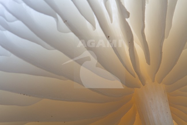 Porseleinzwam, Porcelain fungus, Oudemansiella mucida stock-image by Agami/Menno van Duijn,