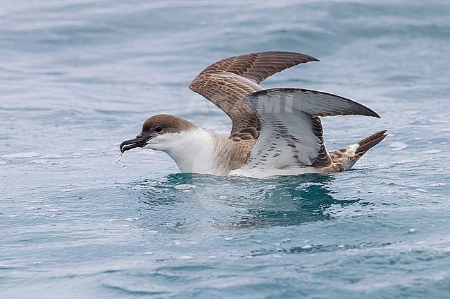 Great Shearwater (Ardenna gravis), side view of an individual with its wings opened, Western Cape, South Africa stock-image by Agami/Saverio Gatto,