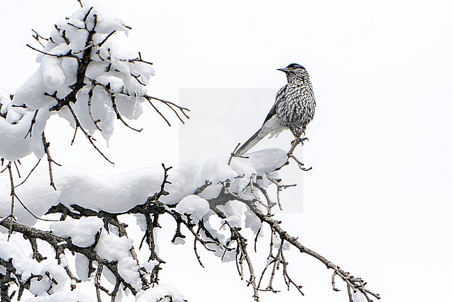 Kashmir nutcracker (Nucifraga multipunctata) in India. Perched in a snow covered tree. Also known as large-spotted nutcracker. stock-image by Agami/Dani Lopez-Velasco,