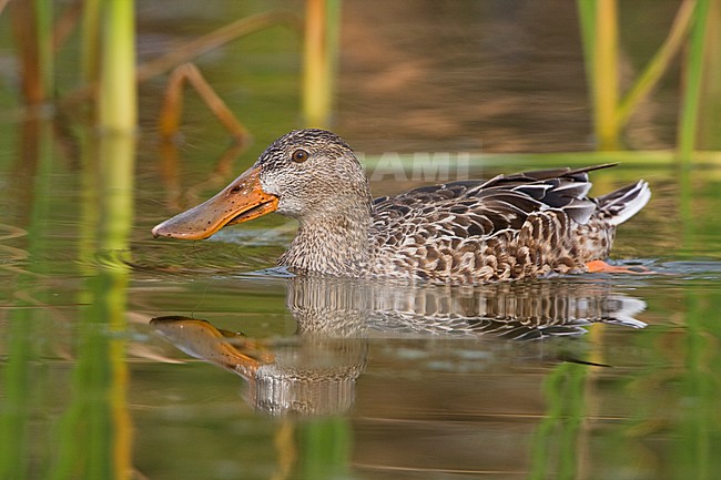 Slobeend, Northern Shoveler stock-image by Agami/Glenn Bartley,
