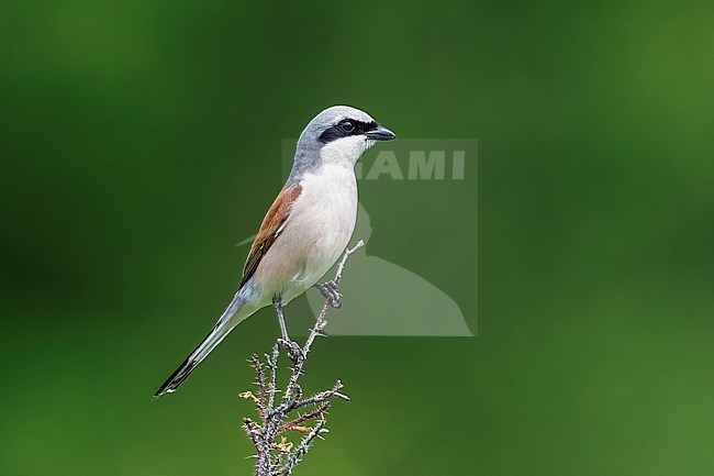 Adult male Red-backed Shrike (Lanius collurio) perched on a bush in Russia stock-image by Agami/Vincent Legrand,