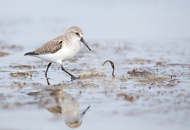 Wintering Western Sandpiper (Calidris mauri) at Laguna Guerrero Negro in Mulegé, Baja California Sur, Mexico. stock-image by Agami/Ian Davies,