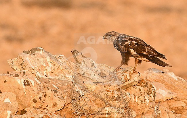 A young Buzzard at Fuerteventura. The buzzards on the Canary Islands often look a bit 'off' like this small individual. stock-image by Agami/Eduard Sangster,