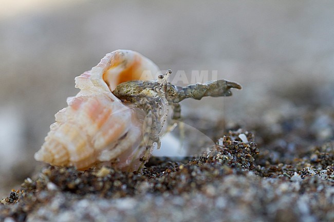 Hermit Crab - Einsiedlerkrebs - Paguroidea, Oman stock-image by Agami/Ralph Martin,