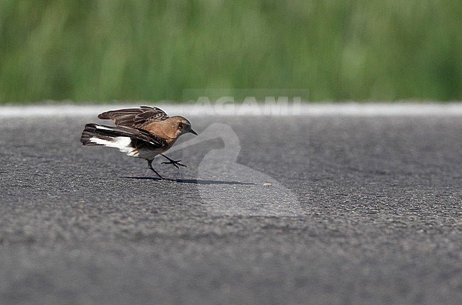 Western Black-eared Wheatear, Oenanthe hispanica (female hunting insects), Bolonia, Andalucia, Spain stock-image by Agami/Helge Sorensen,