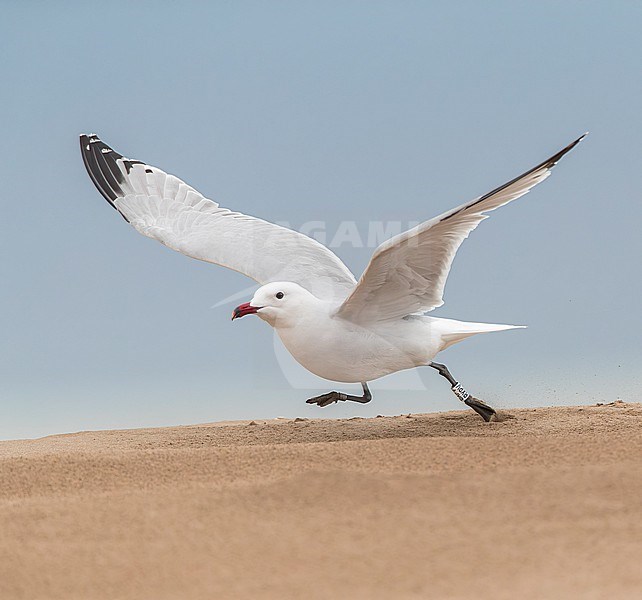 Adult Audouin's Gull (Ichthyaetus audouinii) on the beach in the Ebro delta, Spain. stock-image by Agami/Marc Guyt,
