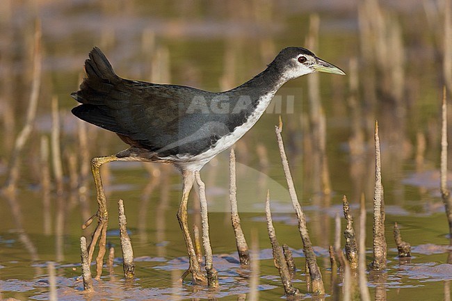 White-breasted Waterhen (Amaurornis phoenicurus), juvenile walking in a swamp, Khawr Jirama,Ash Sharqiyah South Governorate, Oman stock-image by Agami/Saverio Gatto,
