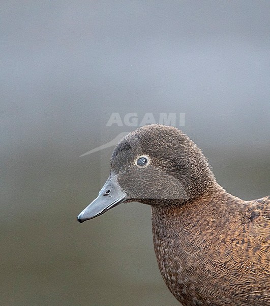 Female Campbell Island Teal (Anas nesiotis), also known Campbell Teal. A small, flightless, nocturnal species of duck endemic to the Campbell Island group of New Zealand. stock-image by Agami/Marc Guyt,