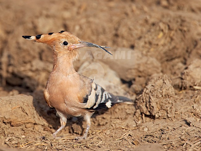 Hop zittend; Eurasian Hoopoe perched stock-image by Agami/Markus Varesvuo,