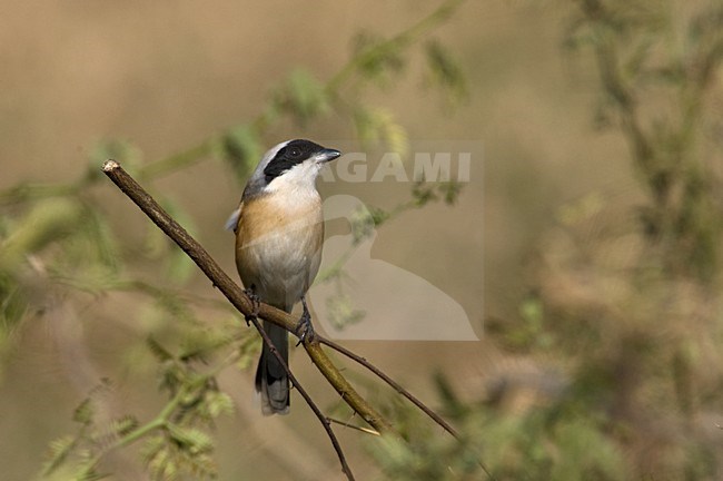 Bruinrugklauwier op uitkijk; Bay-backed Shrike on lookout stock-image by Agami/Marc Guyt,