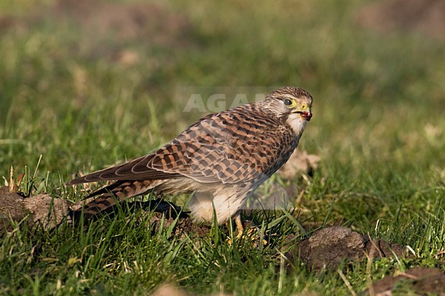 Torenvalk met prooi; Common Kestrel with prey stock-image by Agami/Hans Gebuis,