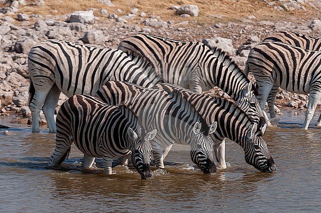 Burchell's zebras, Equus burchelli, drink while standing in a waterhole. Etosha National Park, Namibia. stock-image by Agami/Sergio Pitamitz,