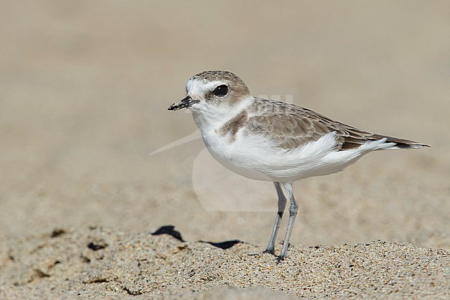 Adult Snowy Plover (Charadrius nivosus) in nonbreeding plumage on a beach in Los Angeles County, California, USA. stock-image by Agami/Brian E Small,