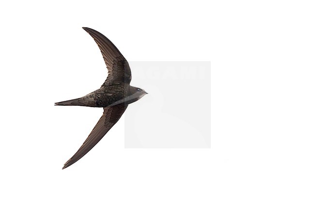 Common Swift - Mauersegler - Apus apus ssp. apus, Germany stock-image by Agami/Ralph Martin,