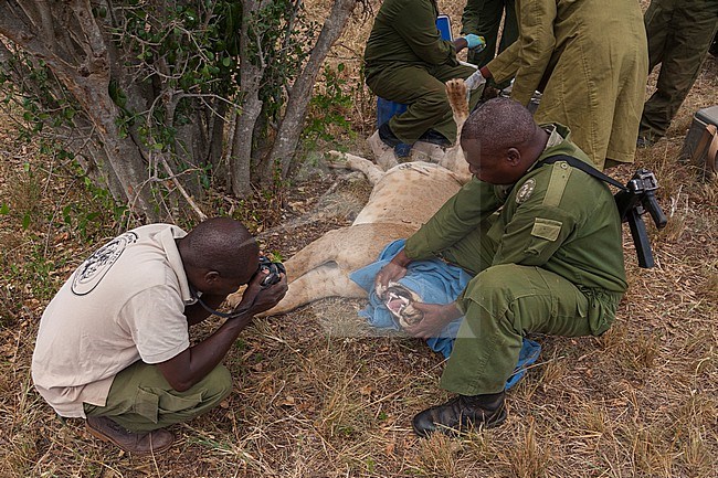 KWS veterinary -  supported by The David Sheldrick Wildlife Trust -  Jeremiah Poghon and his team treating a wounded lioness. Probably the lioness has been hurt by a buffalo, but since the number of lions is rapidly declining, they are also treated for wounds not due to poaching. stock-image by Agami/Sergio Pitamitz,