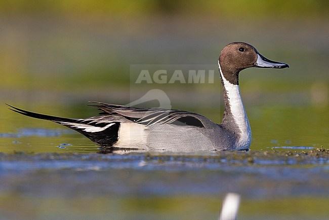 Northern Pintail (Anas acuta), side view of an adult male in the water, Campania, Italy stock-image by Agami/Saverio Gatto,