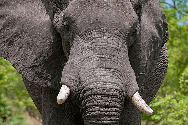 Close up portrait of an African elephant, Loxodonta africana. Khwai Concession Area, Okavango, Botswana. stock-image by Agami/Sergio Pitamitz,