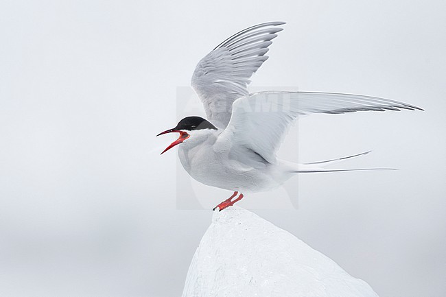 Arctic Tern (Sterna paradisaea), side view of an adult standing on ice, Southern Region, Iceland stock-image by Agami/Saverio Gatto,