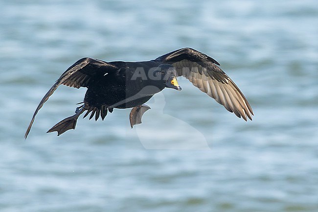 Wintering male Common Scoter (Melanitta nigra) landing on the water of the North sea at the zuidpier of IJmuiden, Netherlands. stock-image by Agami/Martijn Verdoes,
