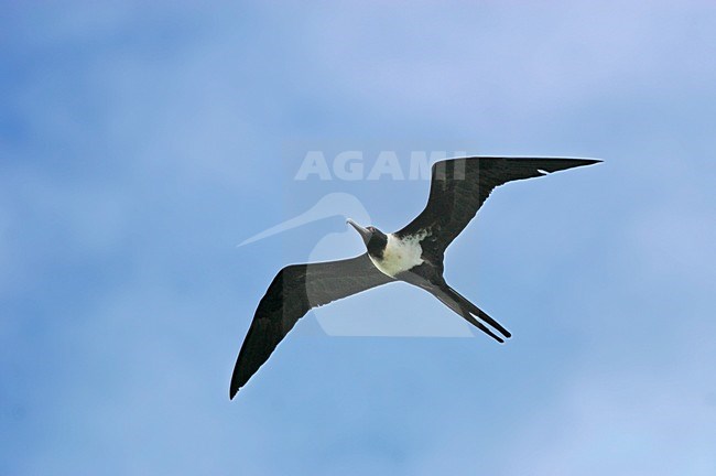 Vliegend vrouwtje Kleine Fregatvogel, Lesser Frigatebird female in flight stock-image by Agami/Pete Morris,
