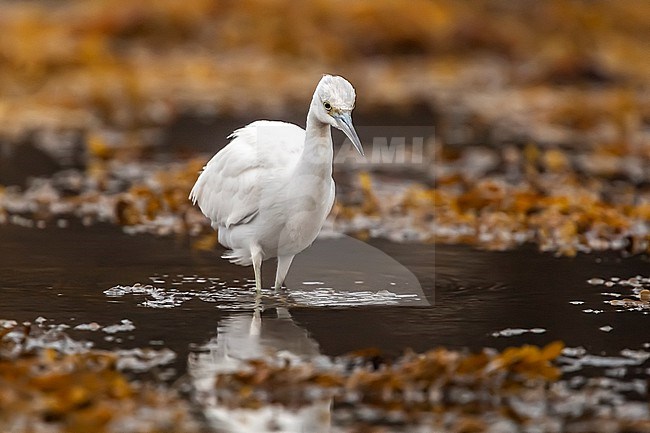 Immature Little Blue Heron
(Egretta caerulea) in  Letterfrack, Co Galway, Ireland. stock-image by Agami/Vincent Legrand,