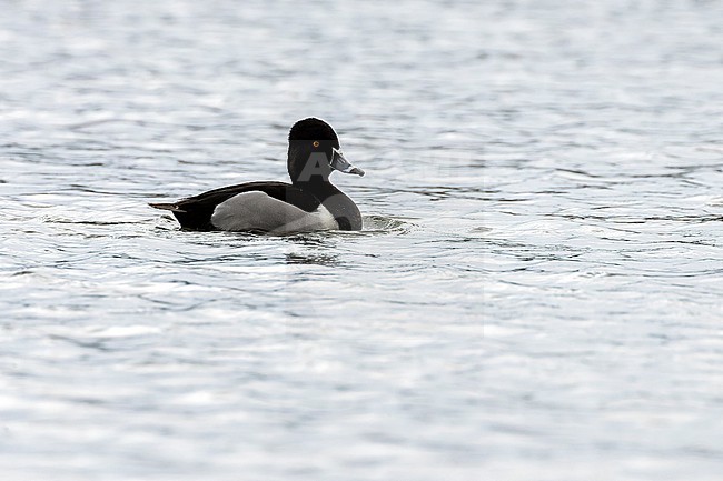 Male Ring-necked Duck (Aythya collaris) at Fajã dos Cubres on São Jorge Island. stock-image by Agami/David Monticelli,