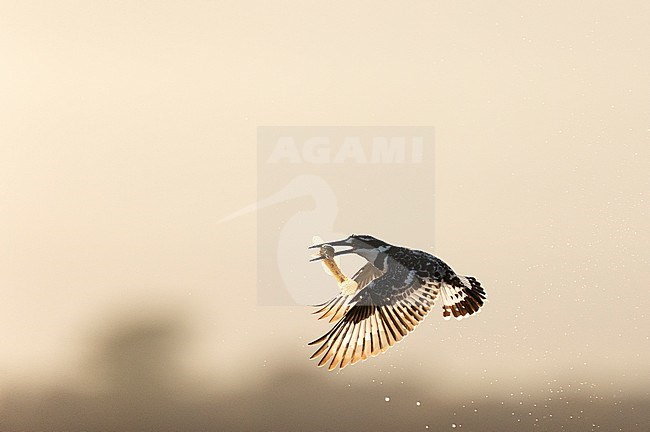 Pied Kingfisher (Ceryle rudis) fishing in water pool in South Africa, seen against the light. Flying with prey in its beak. stock-image by Agami/Bence Mate,