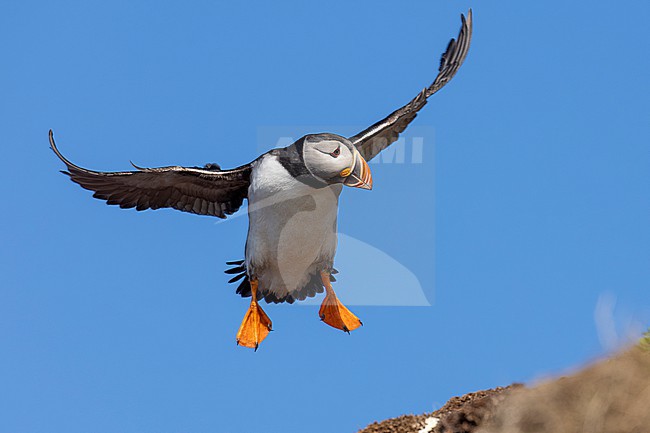 Atlantic Puffin (Fratercula arctica), front view of an adult in flight, Finnmark, Norway stock-image by Agami/Saverio Gatto,