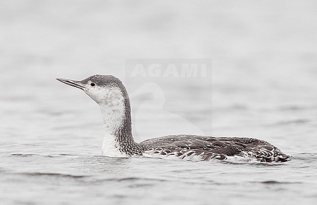 Red-throated Diver (Gavia stellata) ad. winter plumage Parainen Utö November 2016 stock-image by Agami/Markus Varesvuo,