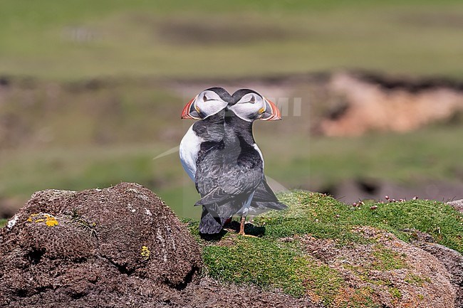 A couple (Atlantic) Puffins stock-image by Agami/Onno Wildschut,