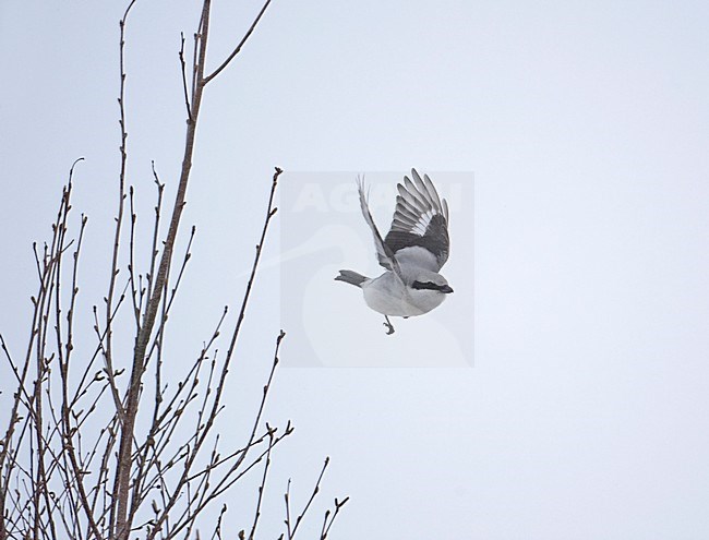 Great Grey Shrike adult flying; Klapekster volwassen vliegend stock-image by Agami/Markus Varesvuo,