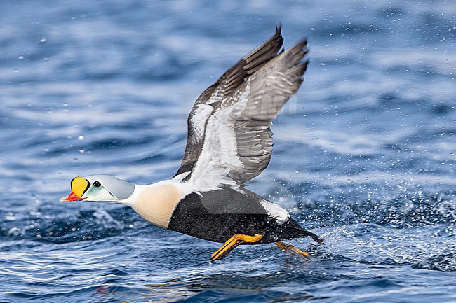  stock-image by Agami/Menno van Duijn,